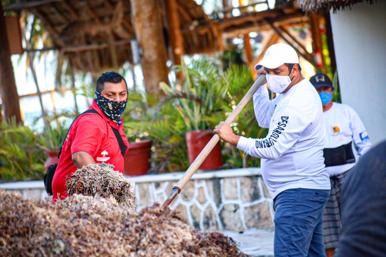 Impulsan Trabajos De Limpieza De Sargazo En Isla Mujeres Canc N M O