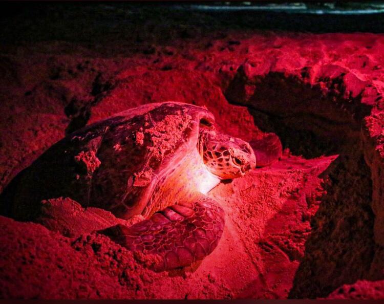 Suman 124 nidos de tortugas marinas en Isla Mujeres Cancún Mío